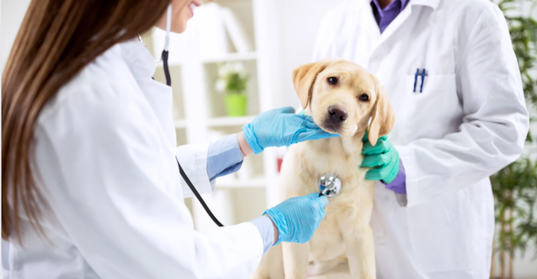 dois veterinários usando estetoscopio nem um labrador